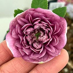 吉田園芸さんのクリスマスローズ：超多弁交配26-08／4.5号ポット【現品販売】