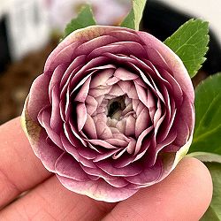 吉田園芸さんのクリスマスローズ：超多弁交配26-09／4.5号ポット【現品販売】