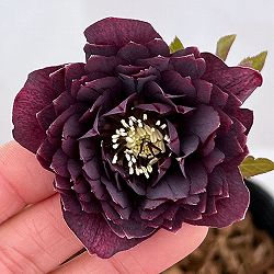 吉田園芸さんのクリスマスローズ：超多弁交配26-10／4.5号ポット【現品販売】