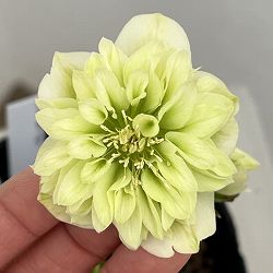 吉田園芸さんのクリスマスローズ：クオーターロッゼット咲き26-01／4.5号ポット【現品販売】