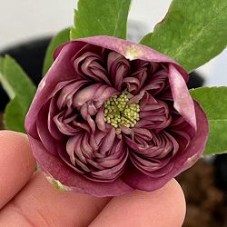 吉田園芸さんのクリスマスローズ：クオーターロッゼット咲き26-02／4.5号ポット【現品販売】