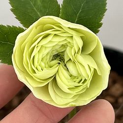 吉田園芸さんのクリスマスローズ：クオーターロッゼット咲き26-04／4.5号ポット【現品販売】