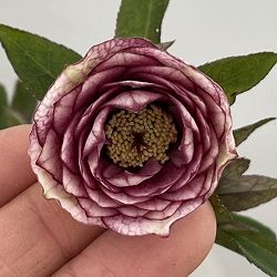 吉田園芸さんのクリスマスローズ：クローリス26-02／4.5号ポット【現品販売】