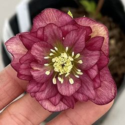 吉田園芸さんのクリスマスローズ：クローリス26-05／4.5号ポット【現品販売】