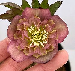 吉田園芸さんのクリスマスローズ：カメレオン26-01／4.5号ポット【現品販売】