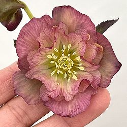 ●吉田園芸さんのクリスマスローズ：カメレオン26-02／4.5号ポット【現品販売】