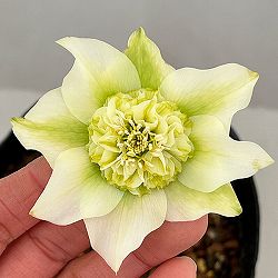 吉田園芸さんのクリスマスローズ：ヒデコートセミダブル26-01／4.5号ポット【現品販売】