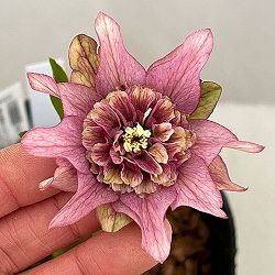 吉田園芸さんのクリスマスローズ：ヒデコートセミダブル26-04／4.5号ポット【現品販売】