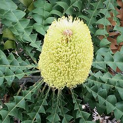 バンクシア：グランディス6号鉢植え