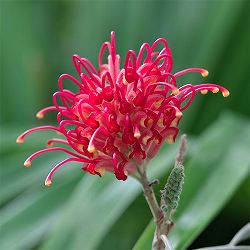 グレビレア：バンクシー6号鉢植え