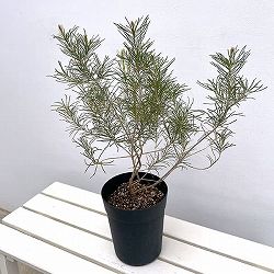 バンクシア：レプトフィラ6号鉢植え