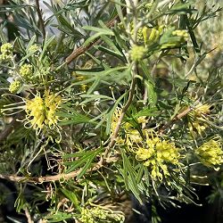 グレビレア：レモンシュプリーム8号鉢植え