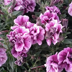 [26年3月中下旬予約]ペチュニア：いちごラテ3.5号ポット