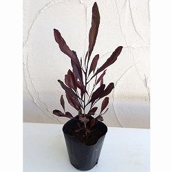 ドドナエア：ホップブッシュプルプレア4号ポット