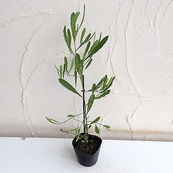 ドドナエア：ヴィスコサ グリーン4号ポット