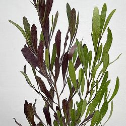 ドドナエア：2色植え4号ポット