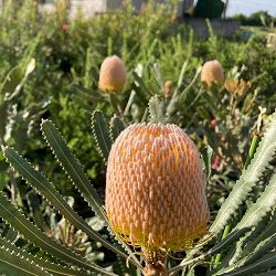 [26年4月下旬予約]バンクシア：バーディティー6号鉢植え