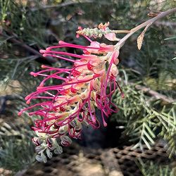 グレビレア：ラナマリー8号鉢植え