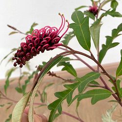 グレビレア：プーリンダロイヤルマントル6号鉢植え