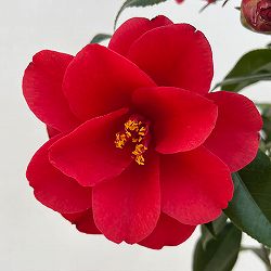 ツバキ（椿）：レッドホップ6号鉢植え