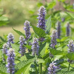 アニスヒソップ3号ポット 12株セット