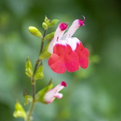 サルビア：ミクロフィラ ホットリップス3-3.5号ポット 6株セット