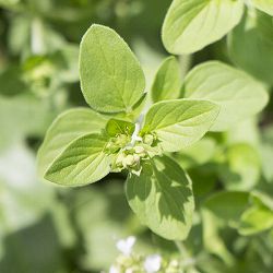 スイートマジョラム3号ポット 6株セット