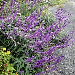 セージ：パープルメキシカンブッシュ3号ポット 6株セット