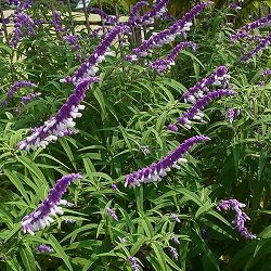 セージ：メキシカンブッシュセージ3号ポット 6株セット