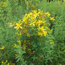 セント・ジョンズ・ワート3号ポット 6株セット