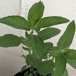 ニホンハッカ：りょくび3号ポット 6株セット