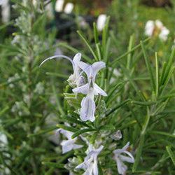 ローズマリー（立性）：シッシングハストブルー3号ポット 6株セット