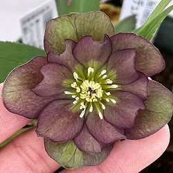 クリスマスローズ（原種交配種）：デュメトルム交配26-01／4号ポット【現品販売】