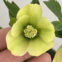 クリスマスローズ（原種交配種）：デュメトルム交配26-04／4号ポット【現品販売】