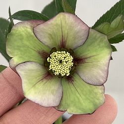 クリスマスローズ（原種交配種）：デュメトルム交配26-05／4号ポット【現品販売】