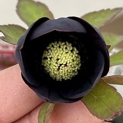 クリスマスローズ（原種交配種）：デュメトルム交配26-07／4号ポット【現品販売】