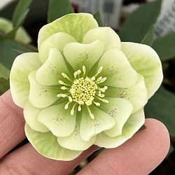 クリスマスローズ（原種交配種）：デュメトルム交配26-09／4号ポット【現品販売】