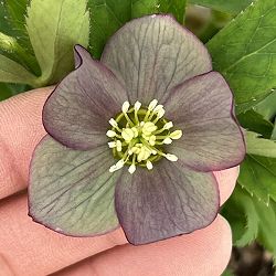 クリスマスローズ（原種交配種）：デュメトルム交配26-12／4号ポット【現品販売】