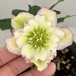 クリスマスローズ（原種交配種）：デュメトルム交配26-13／4号ポット【現品販売】