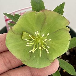 クリスマスローズ（原種交配種）：デュメトルム交配26-15／4号ポット【現品販売】