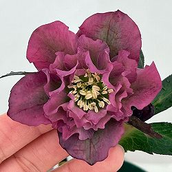 ●クリスマスローズ（原種交配種）：デュメトルム交配26-16／4号ポット【現品販売】