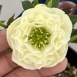 クリスマスローズ：ベーシックダブル26-73／1.5Lポット【現品販売】