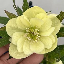 クリスマスローズ：ベーシックダブル26-74／1.5Lポット【現品販売】