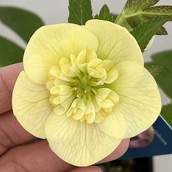 クリスマスローズ：ベーシックダブル（セミダブル）26-76／1.5Lポット【現品販売】