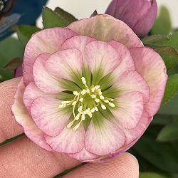 クリスマスローズ：ベーシックダブル26-77／1.5Lポット【現品販売】