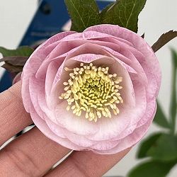 クリスマスローズ：ベーシックダブル26-78／1.5Lポット【現品販売】