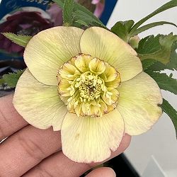 クリスマスローズ：ベーシックダブル（セミダブル）26-79／1.5Lポット【現品販売】