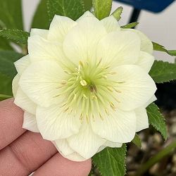 クリスマスローズ：ベーシックダブル26-84／1.5Lポット【現品販売】