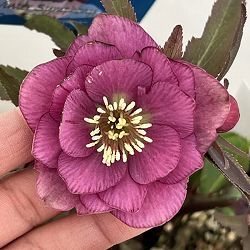 クリスマスローズ：ベーシックダブル26-85／1.5Lポット【現品販売】