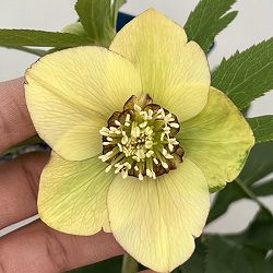 クリスマスローズ：ベーシックダブル（セミダブル）26-87／1.5Lポット【現品販売】